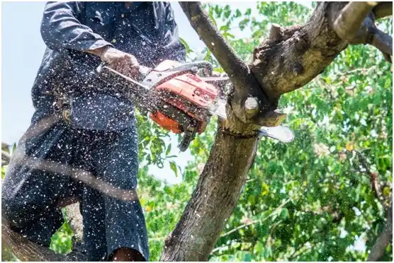 tree services Wrightstown